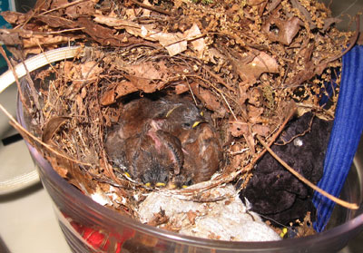 Carolina Wrens 10 days old. Photo by Karen Ouimet.