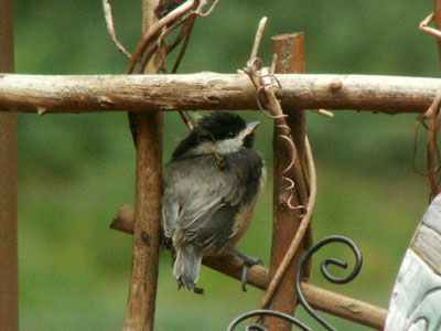 Chickadee Fledgling. Photo by Linda Moore.