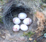 Black-capped chickadee nest with eggs. Photo by Bet Zimmerman.