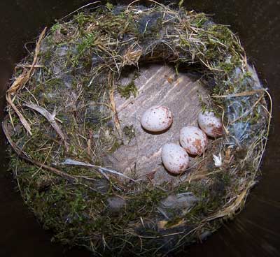 Chickadee nest. Photo by Bet Zimmerman.