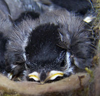 BCCH. Photo by Bet Zimmerman.