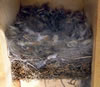 Nest Mountain Chickadee nest. Claudia Daigle photo.