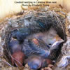 Cowbird nestling in Carolina Wren nest. Elizabeth Young photo 
