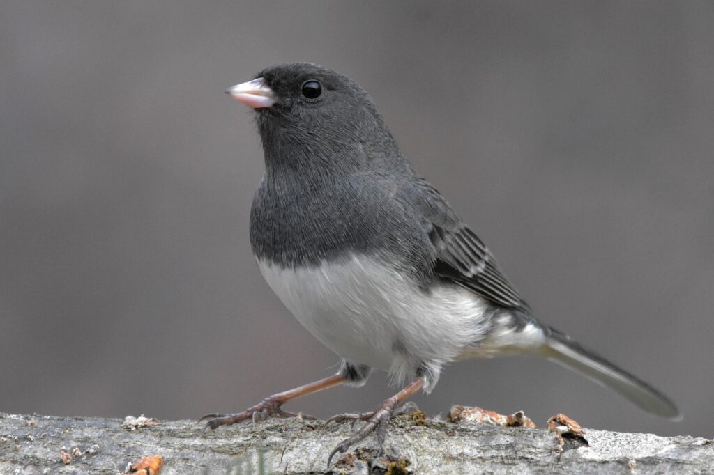 Dark-eyed Junco, photo by Jack Bulmer, on Pixabay