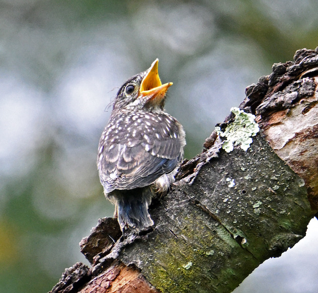 Fledgling Eastern Bluebird, Photo by Bill Bender of MD