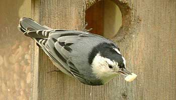 White-breasted Nuthatch photo by Wendell Long.