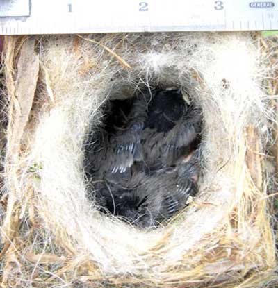 Carolina Chickadee young. Photo by Keith Kridler.