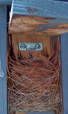 Eastern Bluebird nest