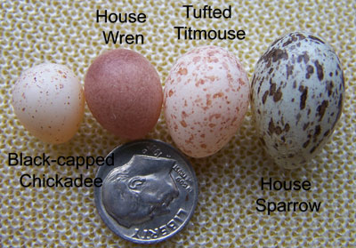 Egg comparison