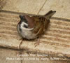 Eurasian Tree Sparrow adult male. Photo in China by Kathy Haines