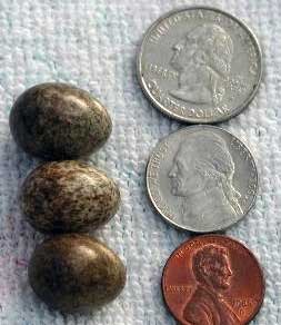 Eurasian Tree Sparrow eggs. Photo by John Curran