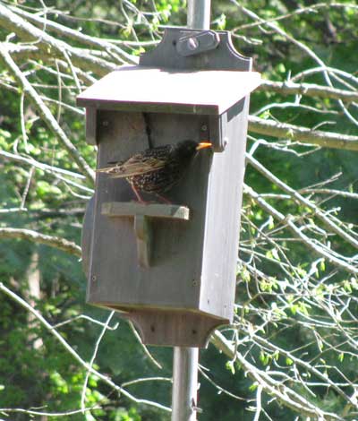 EUST on trap box. Photo by Bet Zimmerman.