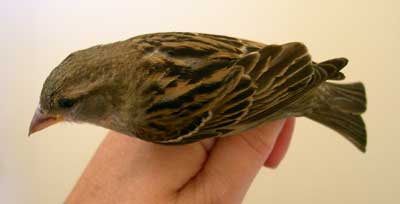 Female House Sparrow.