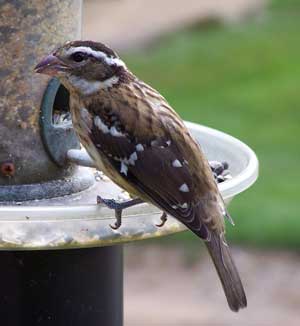 Female Rose-breasted Grosbeak. Photo by E Zimmerman