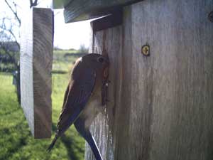 Female bluebird going under Wren Guard. Photo by Cher Layton of The Bluebird Nut.