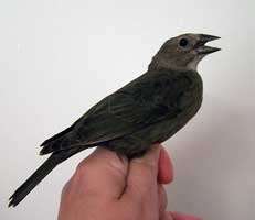 Female cowbird. Photo by E. Zimmerman