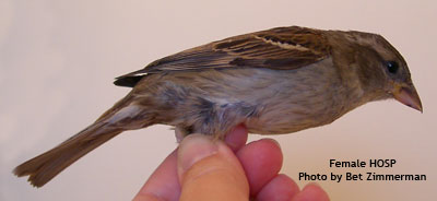 Female House Sparrow. Photo by E. Zimmerman.
