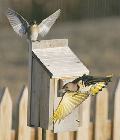 Bluebird fights with Flicker. Photo by Dave Kinneer.