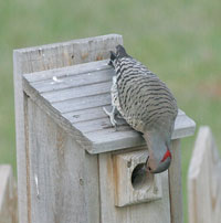 Flicker. Photo by Dave Kinneer