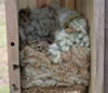 Flying Squirrel nest/roost in large two-hole bluebird box. Bet Zimmerman photo
