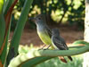 Great-crested Flycatcher adult with fledgling, photo by Richard Hodder