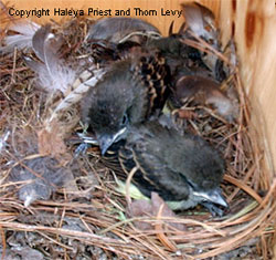 Great Crested Flycatcher young. Photo by Haleay Priest and Thom Levy