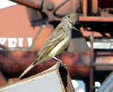 Great Crested Flycatcher. Photo by Shawn Kridler.