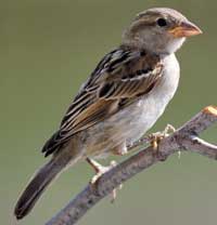 Female House Sparrow. Photo by Dave Kinneer.