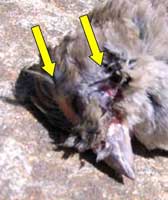 House sparrow attack. Photo by Bet Zimmerman