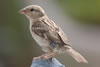 House Sparrow adult female. Photo by Dave Kinneer.