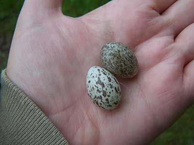 House Sparrow Eggs. Photo by Bet Zimmerman.