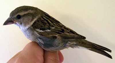 HOSP Female. Photo by Bet Zimmerman.