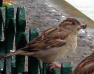 Female HOSP. Photo by Bet Zimmerman.
