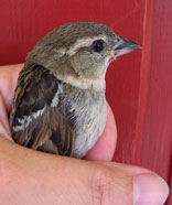 HOSP Female. Photo by Bet Zimmerman.