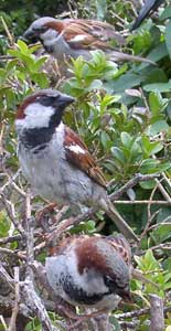 Male House Sparrows in france.