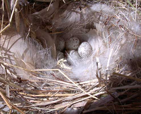 HOSP nest. Photo by Bet Zimmerman.