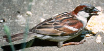 Male house sparrow. Photo by
