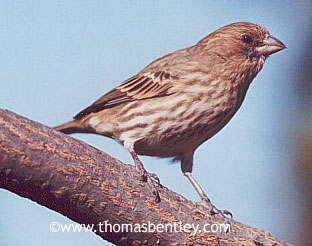 House Finch. Photo by Thomas Bentley.