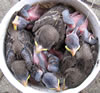 House Sparrow nestlings, various ages, photo by Bet Zimmerman