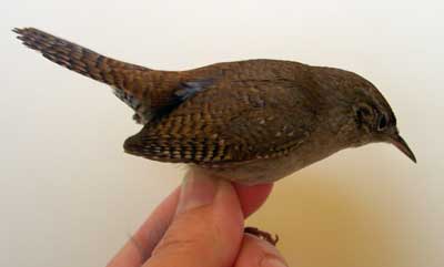House wren - male? Photo by E Zimmerman