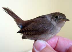 House wren. Photo by E Zimmerman.