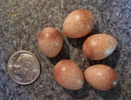 House Wrens eggs. Notice gloss. One in upper left corner is smaller than others. Photo by E Zimmerman.