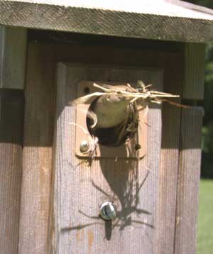 House Wren removing nest. Photo by Bet Zimmerman.
