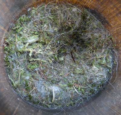 chickadee nest after fledging. Zimmerman.