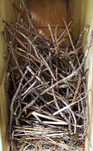 House Wren took over TRES nest. Photo by Bet Zimmerman.