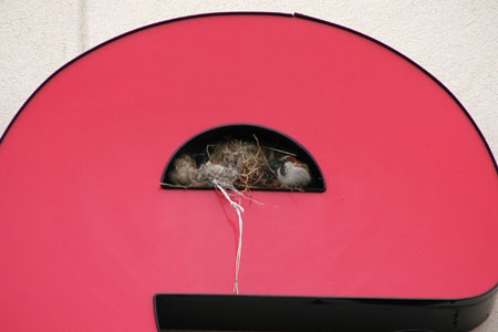 HOSP nesting in a sign. Photo by dzyg 