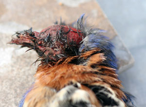 Photo by David Kinneer