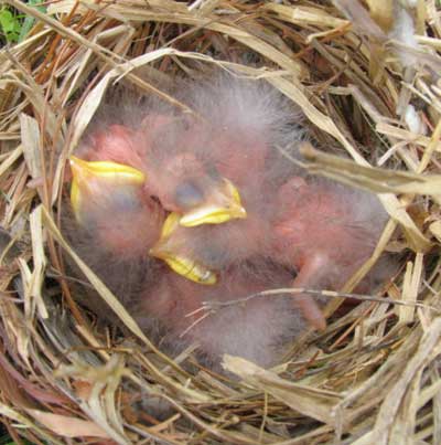 starling nestlings. photo by Jay Brindo
