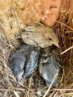 Judy Jones Photo, brown bluebirds nestling in VA