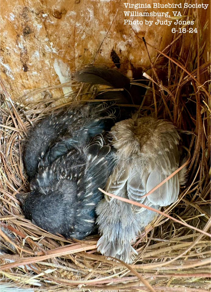Judy Jones photo brown bluebird